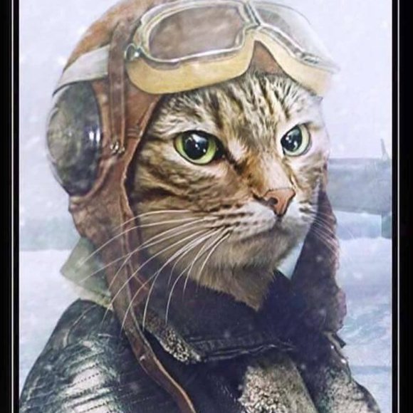 Meet your Posher, Aries - Picture 7 of 16